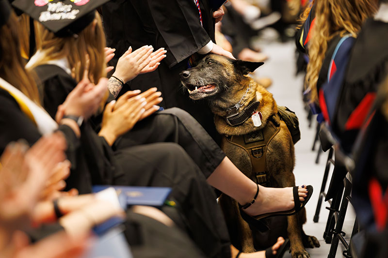 A service dog assisting a student at graduation