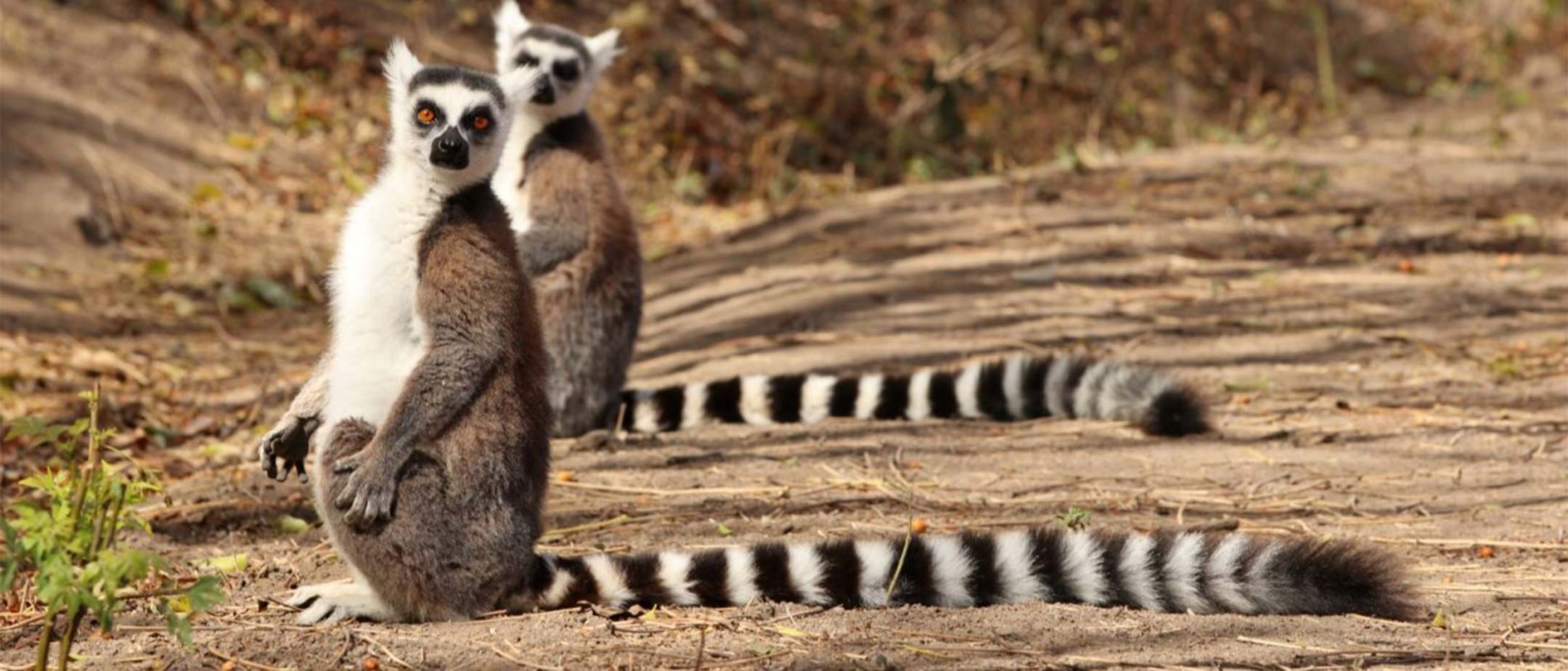animals from madagascar