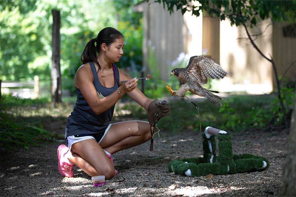 PennWest student works with a bird of prey during a wildlife internship, gaining hands-on experience through work-based learning in animal science.