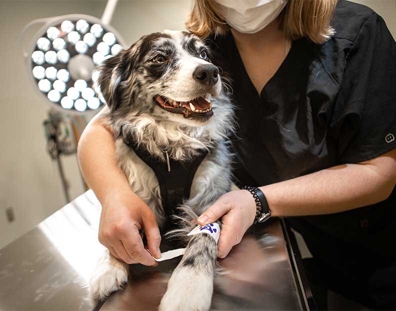 a pre-veterinary medicine student attending to a dog