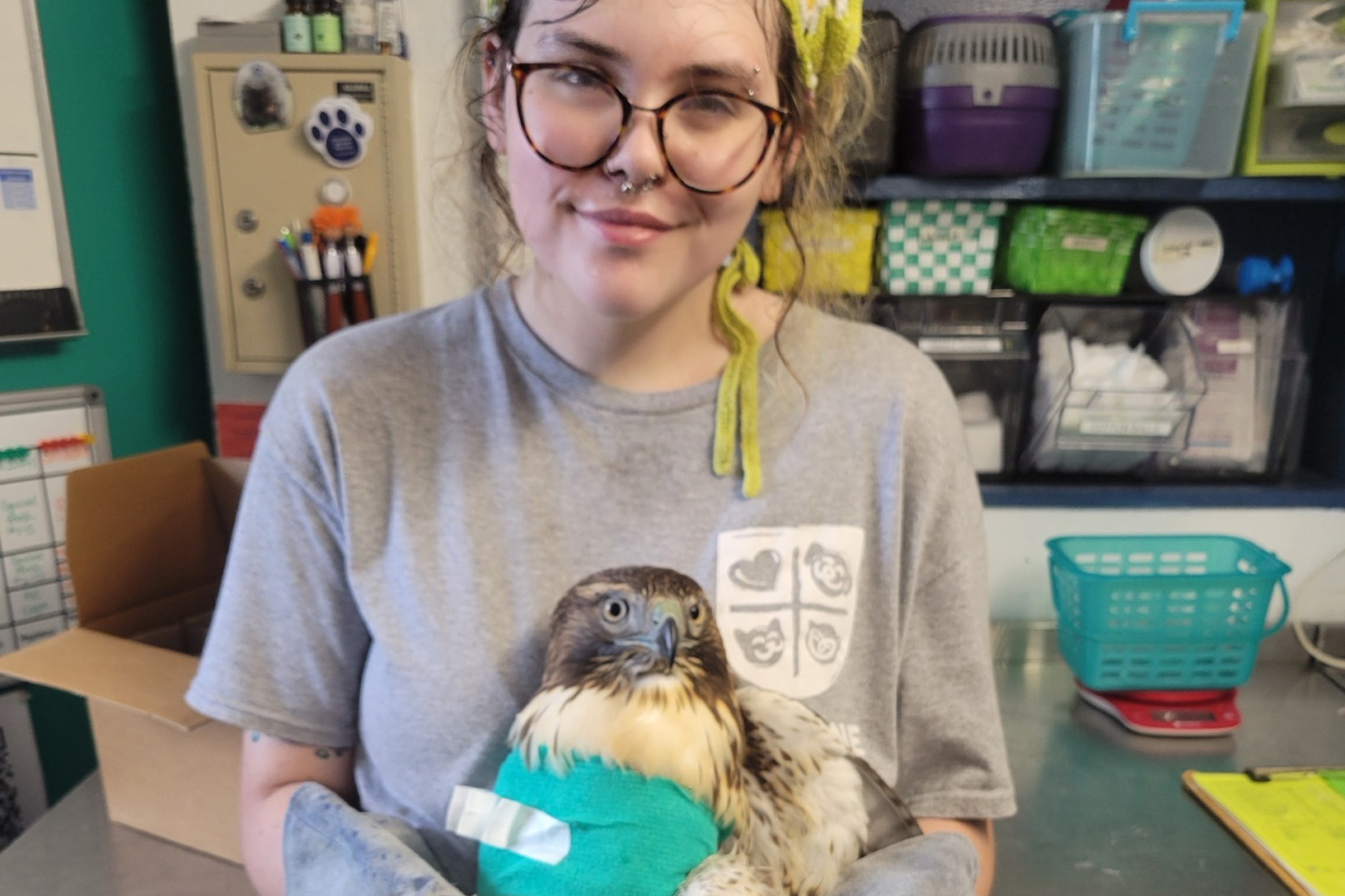 Madison Bellotti at her internship with a red-tailed hawk