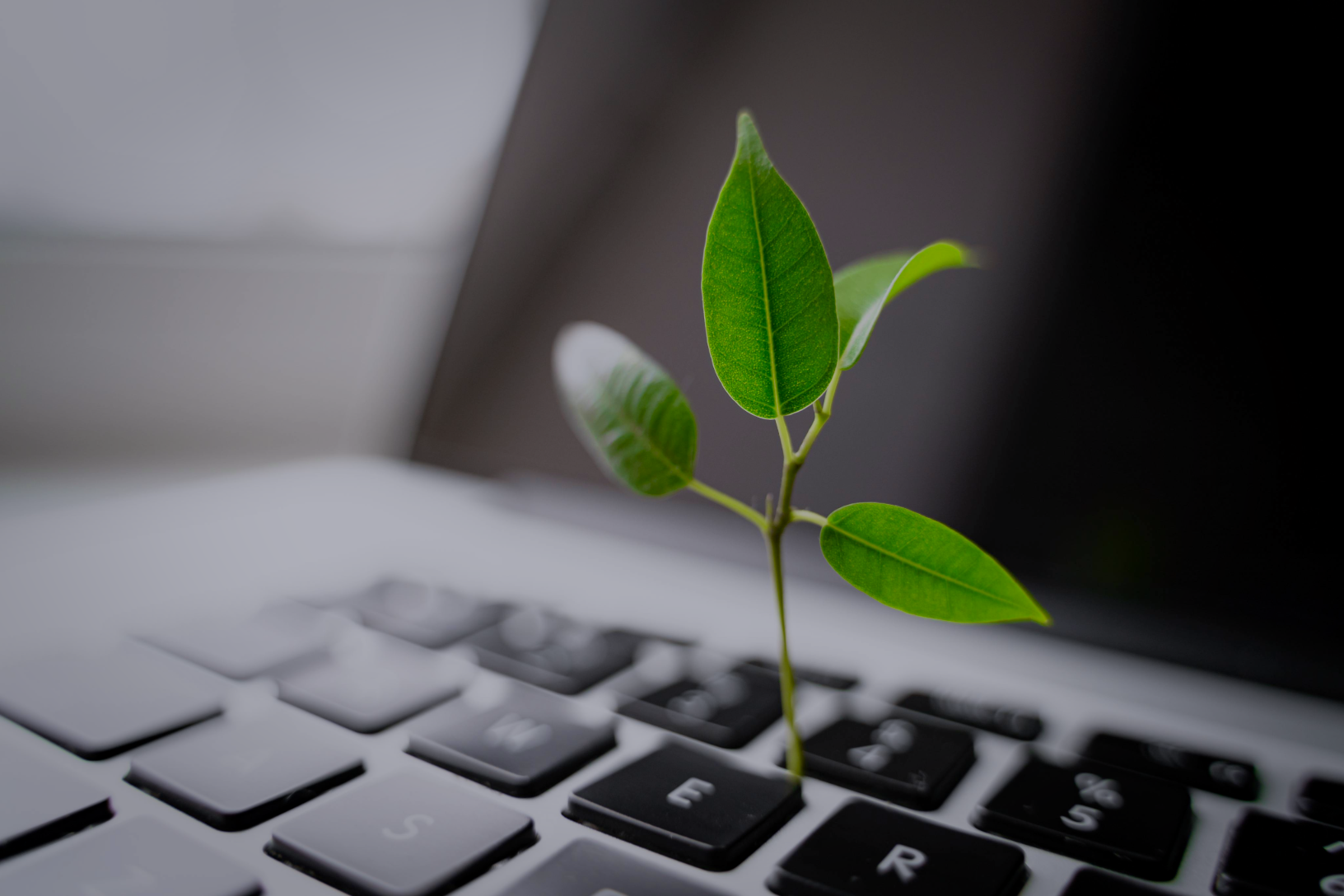 keyboard with a green plant
